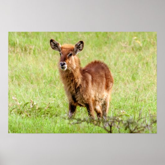 Getty Afbeeldingen | Young Brown Antelope Waterbuc Poster (Voorkant)