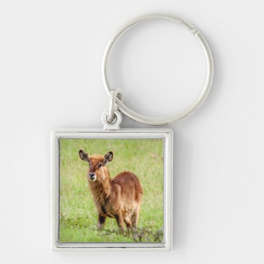 Getty Afbeeldingen | Young Brown Antelope Waterbuc Sleutelhanger (Voorkant)
