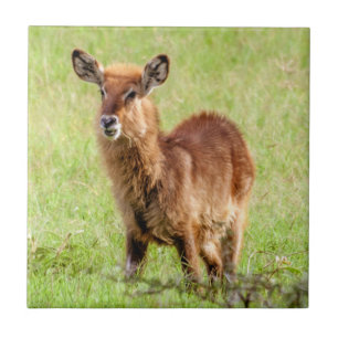 Getty Afbeeldingen   Young Brown Antelope Waterbuc Tegeltje