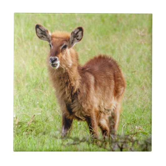 Getty Afbeeldingen | Young Brown Antelope Waterbuc Tegeltje (Voorkant)