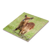 Getty Afbeeldingen | Young Brown Antelope Waterbuc Tegeltje (Zijkant)