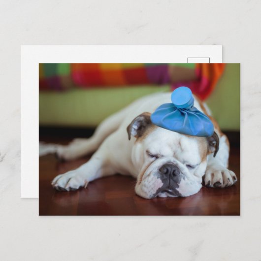 Getty Afbeeldingen | Zick Young Puppy Briefkaart (Voorkant / Achterkant)