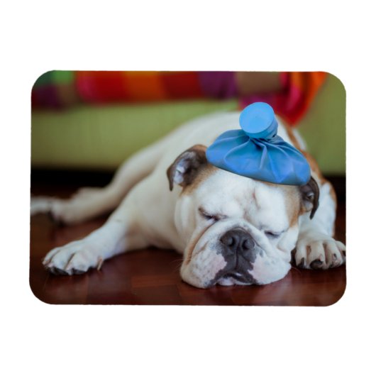 Getty Afbeeldingen | Zick Young Puppy Magneet (Horizontaal)