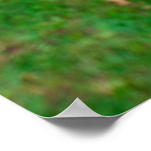 Getty Images | Baby Kangaroo Poster (Hoek)