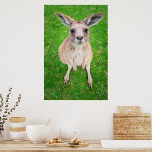 Getty Images | Baby Kangaroo Poster (Keuken)