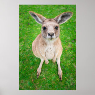 Getty Images Baby Kangaroo Poster