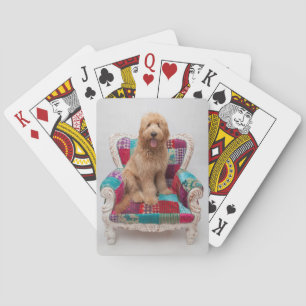 Getty Images Knuffige Goldendoodle Speelkaarten