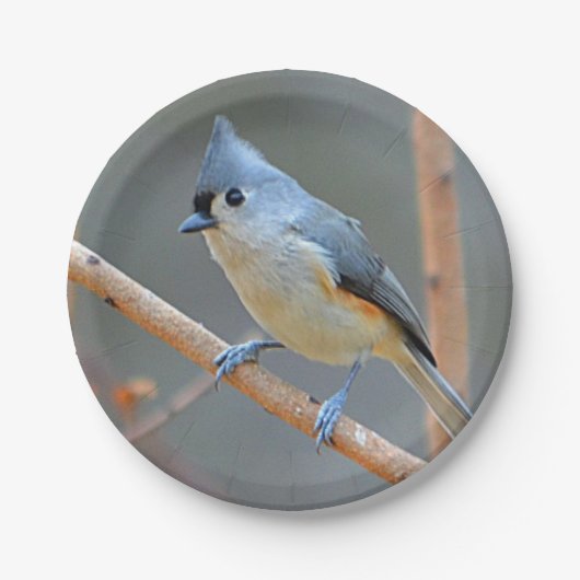 Getuft Titmouse Paper Bord (Voorkant)