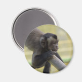 Getufte kapucijnaapmagneet magneet (Voorkant / Achterkant)