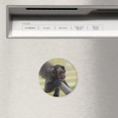 Getufte kapucijnaapmagneet magneet (Insitu (Vaatwasser))