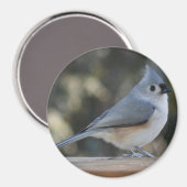 Getufte titmouse fotomagneet magneet (Voorkant / Achterkant)