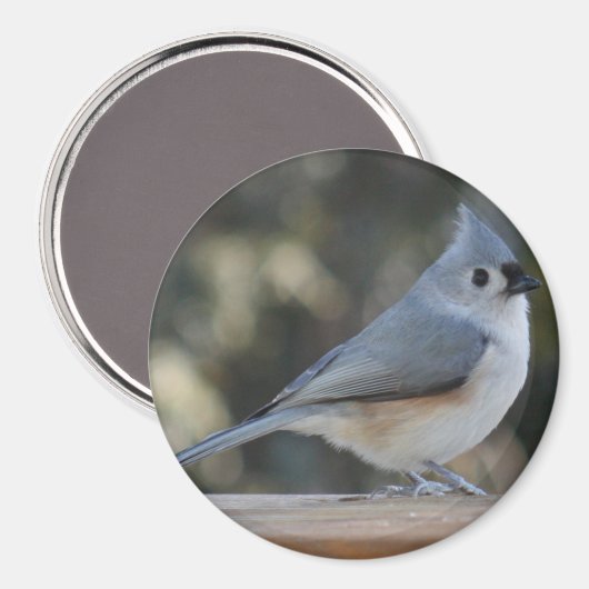 Getufte titmouse fotomagneet magneet (Voorkant / Achterkant)