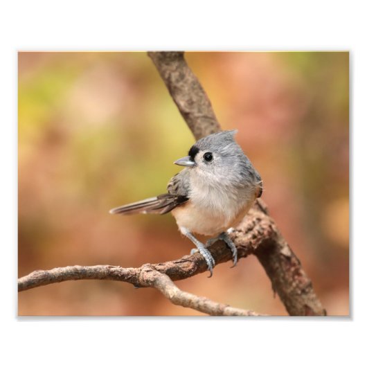Getufte Titmouse Herfst Foto Afdruk (Voorkant)