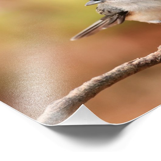 Getufte Titmouse Herfst Foto Foto Afdruk (Hoek)