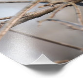 Getufte Titmouse zingen op tak in de late winter Foto Afdruk (Hoek)