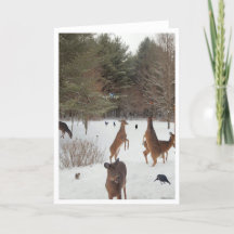 Getuige van Naturen Beauties