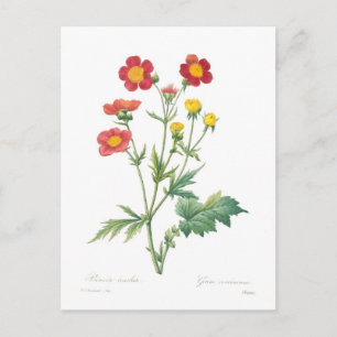 Geum coccineum briefkaart