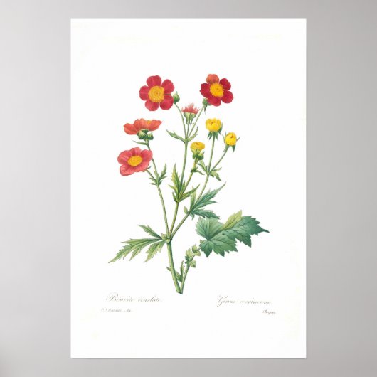 Geum coccineum poster (Voorkant)