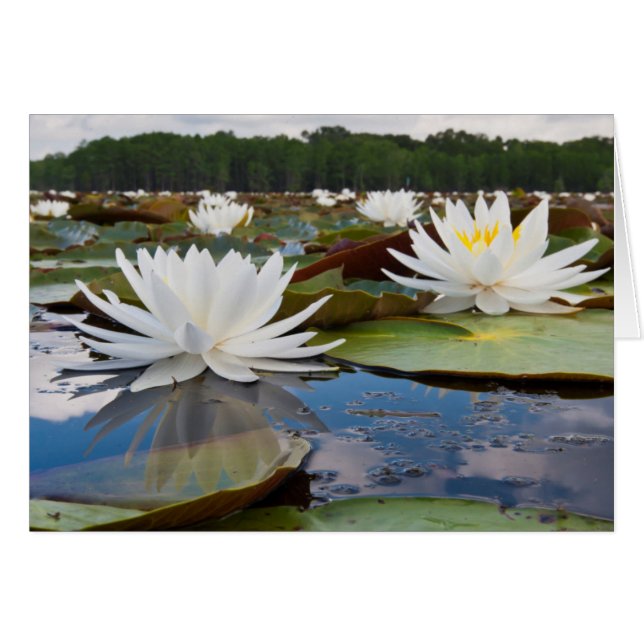 Geurende Waterlelie (Nymphaea Odorata) in Caddo (Voorkant Horizontaal)
