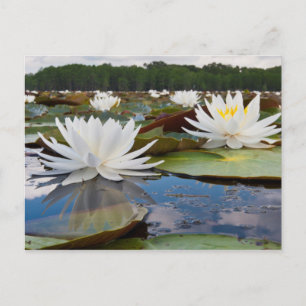 Geurende Waterlelie (Nymphaea Odorata) in Caddo Briefkaart