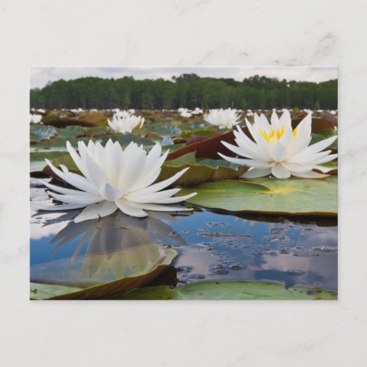 Geurende Waterlelie (Nymphaea Odorata) in Caddo Briefkaart (Voorkant)