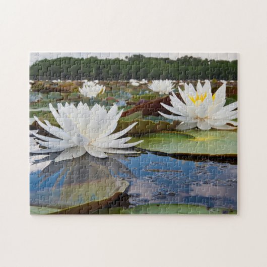 Geurende Waterlelie (Nymphaea Odorata) in Caddo Legpuzzel (Horizontaal)