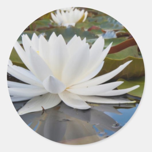 Geurende Waterlelie (Nymphaea Odorata) in Caddo Ronde Sticker (Voorkant)