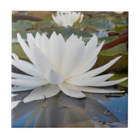 Geurende Waterlelie (Nymphaea Odorata) in Caddo Tegeltje (Voorkant)