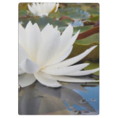 Geurende Waterlelie (Nymphaea Odorata) Op Caddo Klembord (Achterkant)