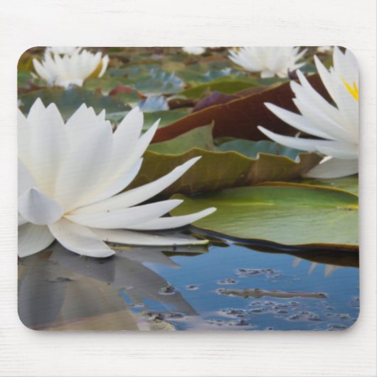 Geurende Waterlelie (Nymphaea Odorata) Op Caddo Muismat (Voorkant)