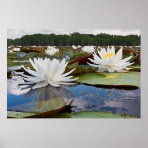 Geurende Waterlelie (Nymphaea Odorata) Op Caddo Poster