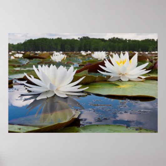 Geurende Waterlelie (Nymphaea Odorata) Op Caddo Poster (Voorkant)