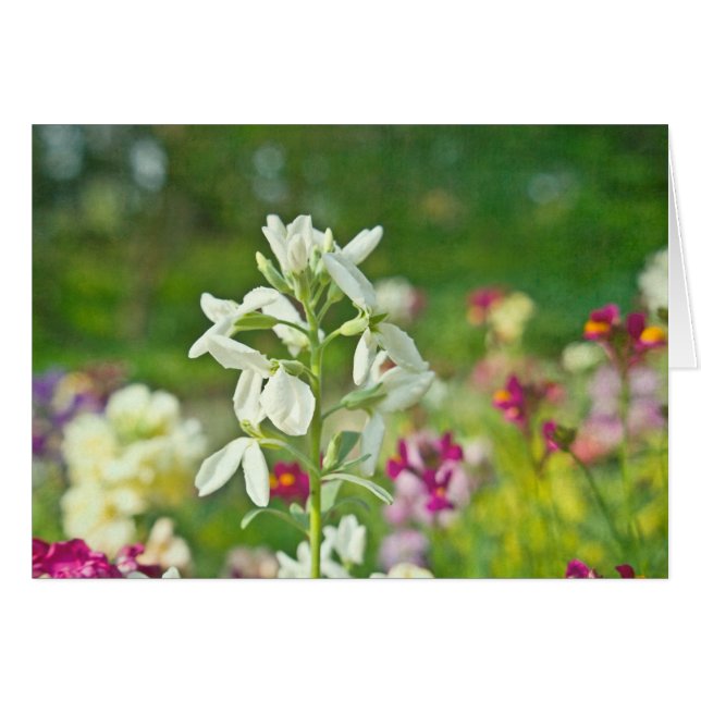 Geurentuin (Voorkant Horizontaal)