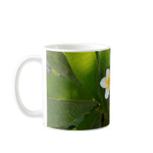 Geurige Frangipani Bloemen