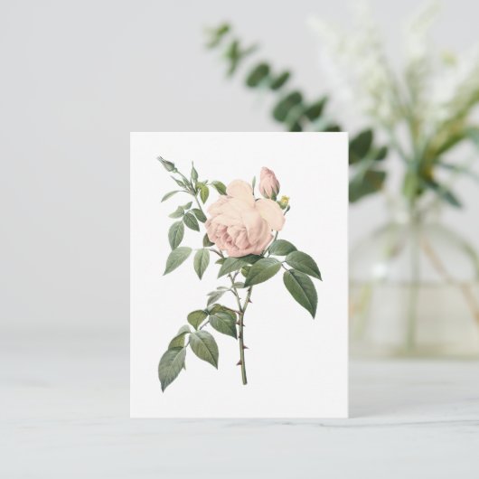 geurthee-roos van Redouté Briefkaart (Staand voorkant)