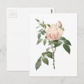 geurthee-roos van Redouté Briefkaart (Voorkant / Achterkant)