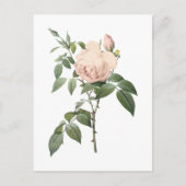 geurthee-roos van Redouté Briefkaart (Voorkant)