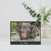 Gevaar: Alles over de Aziatische olifant - Briefkaart (Staand voorkant)