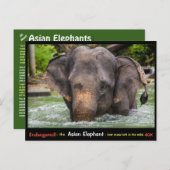 Gevaar: Alles over de Aziatische olifant - Briefkaart (Voorkant / Achterkant)