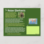 Gevaar: Alles over de Aziatische olifant - Briefkaart (Achterkant)