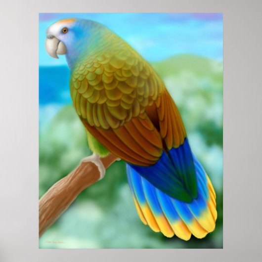 Gevaar voor het Poster St Vincent Parrot (Voorkant)