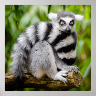 Gevaarlijke citroenmoer poster