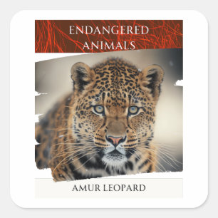 Gevaarlijke dieren - Amur Leopard Vierkante Sticker