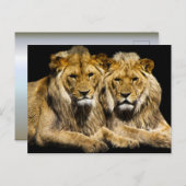 Gevaarlijke roofdieren briefkaart (Voorkant / Achterkant)