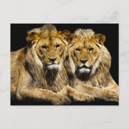 Gevaarlijke roofdieren briefkaart