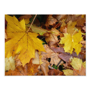 Gevallen esdoornbladeren geel herfst natuur foto afdruk