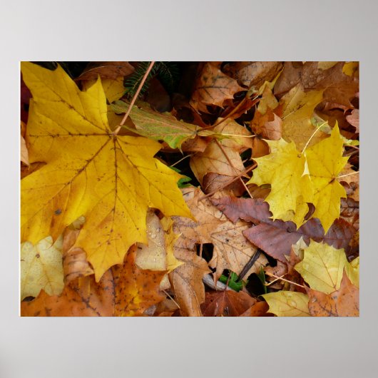 Gevallen esdoornbladeren geel herfst natuur poster (Voorkant)