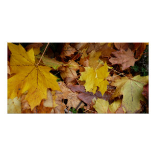 Gevallen esdoornbladeren geel herfst natuur poster