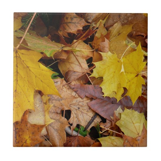 Gevallen esdoornbladeren geel herfst natuur tegeltje (Voorkant)