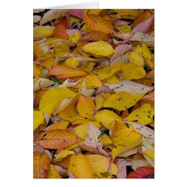 Gevallen herfstbladeren (Voorkant)